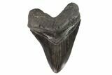 Fossil Megalodon Tooth - Georgia #101496-1